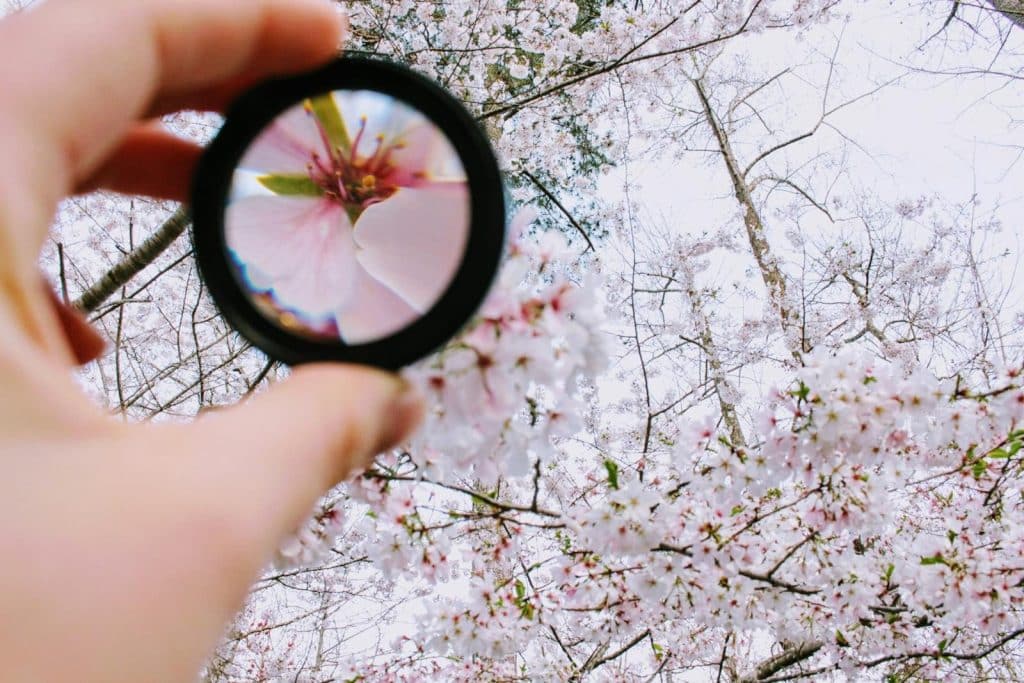How a magnifying glass works — convex lens refracting light to create magnified virtual image"